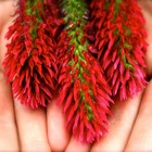 Crimson Clover Seed  non Gmo  Inoculated   Coated 