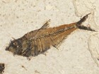 50 Million Year Old  Diplomystus Fish Fossil From Fossil Lake Wyoming 477gr