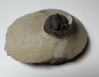 Cornuproetus Trilobite Fossils Morocco  pe101