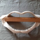 Shark Jaw Taxidermy Rows White Teeth Almost 10  Opening Marine Nautical Decor