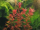 3 Stem Rotala Butterfly Mini  Live Aquarium Plants Beautiful    Free S h Rare  