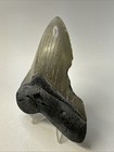 Megalodon Shark Tooth 4 30 Inch Serrated - Natural Fossil - Feeding Damage 19273