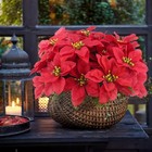 4 Pcs Artificial Poinsettia Bushes Poinsettias Artificial Christmas Flowers Red