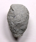 Holocystites Scutellatus Silurian Cystoid Fossil Indiana Massie Shale
