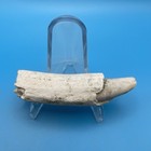 Fossil Sperm Whale Tooth Uncommon Bone Valley Florida Cetacean Fossil