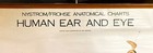 Vintage Aj Nystrom   Co  - Eye And Ear Anatomical Teaching Chart - 1918