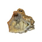 Agatized Coral  3 25   Fossil  Display Specimen   r-7018