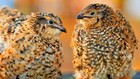 30 Showline Jumbo Coturnix Quail Hatching Eggs     Rare Colors   Premium Genetics