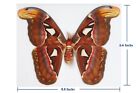 Framed Real Giant Atlas Moth Female Taxidermy Insect Entomology  Wall Decor