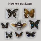 Small Luna Moth Taxidermy Butterfly Insect Entomology Collection Art Decor