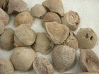 Atrypa Brachiopod Fossils 1 0 - 0 75  Rare Ordovician-devonian 4 Piece Lots