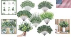 Elegant 200 Pcs Silver Dollar Eucalyptus Stems - Perfect For Floral Arrangements