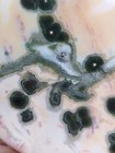 Beautiful Vein 1 Old Stock Polished Orbicular Ocean Jasper Slab - Madagascar