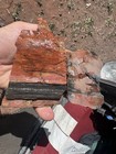       rr        6 Pcs Top Quality Arizona Rainbow Petrified Wood 2 75 Lb     