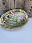 Large Abalone Iridescent Shell 8 