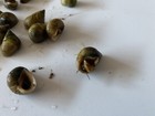25 Nassarius And 25 Live Saltwater Periwinkle Snails Aquarium Fish Tank Filter