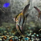 Angel Mix Fancy  1 5-2 Inch Body Pack 4   Live Fish For Aquarium Free Shipping