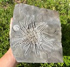 Archaeocidaris Echinoid Fossil Texas Museum Quality Sea Urchin Winchell Fm