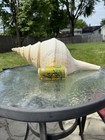 Giant 20 5    Syrinx Aruanus Australian Trumpet Sea Snail Shell Voluta Ocean Decor