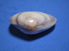 Polished Purple Clam  Beautiful   42 0mm 
