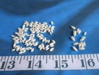   Rice Shells      special      White   300   Shellcraft   Sailor s Valentines  