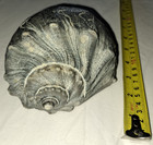 Whelk   Conch Seashell Snail Shell