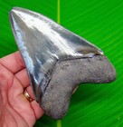 5 18    Megalodon Shark Tooth Real Fossil - No Restorations - Georgia