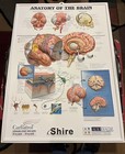 Never Offered Again Rare  Adderall  3d Anatomical Brain Poster  Pharma Collect 
