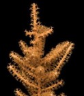 2-3    Grubes Gorgonian Sea Fan Frag Photosynthetic Soft Coral Reef Tank
