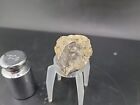Prehistoric Fossilized Bird Skull 