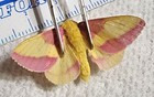 Rosy Maple Moth Dryocampa Rubicunda Indiana  47e Rosey Maple Pink Yellow Moth