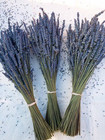 Dried French - grosso   Lavender Bundles -   16 - 19  Long   - From 2025 Crop
