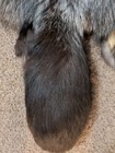 Rare Ranch Silver Cross Fox Hide Pelt Freshly Tanned soft Luxurious Fur Huge