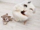 Large Genuine Icelandic Sheepskin Rug  Cream And Rusty Brown Markings  Long Wool