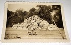 Rare Antique Vintage American Zoo Barbary Sheep Enclosure Animal Snapshot Photo 