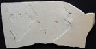 Unprepared Coccodus 97 Crusher Fish - Fully Covered - Cretaceous Fossils Lebanon