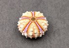 Deep Water Philippine Sea Urchin Coelopleurus  1 Urchin Approx  0 5  Inch 