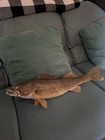Walleye  Skin Mount  24 Inches  Girth Is 12 Inches  Ready To Hang 