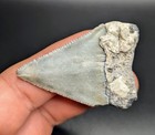 Gorgeous Large Great White Shark Tooth Central Florida Gem