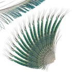 30pcs Natural Peacock Sword Feathers For Diy Craft costume mask wedding Holid   
