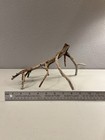 Manzanita Wood  Burnt Driftwood  Reptile Tank Decor   Aquascape  Terrarium