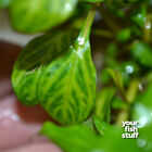 Ludwigia Ovalis Live Aquarium Plants   buy One Get One 50  Off 