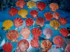 Twenty Five  25  Nobilis Pecten Single Sea Shells Beach Nautical Decor Craft