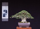 Live Tree Premna Microphylla Bonsai Tree  11 