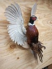 Brand New Ringneck Rooster Pheasant Taxidermy Flushing Wall Mount