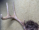 Whitetail Deer 8 Point Antlers Rack Skull Plate Man Cave Ny State Ready To Mount