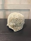 Fossilized Brain Coral 3lbs 3 Ounces