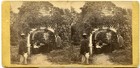 Civil War St  Helena Island Sc  Plantation Black Servant  1865 E Hubbard Cw258