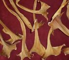 Basket Weaving 50 Philodendron Sheaths Gourds Dried Pods Floral Decor