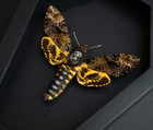 Gothic Christmas Gift Real Death Head Moth Framed Insect Taxidermy Spooky Art